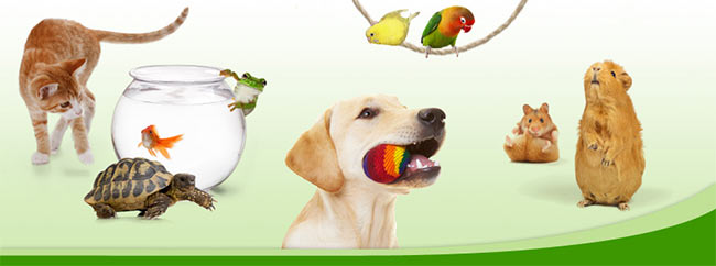 Zooplus